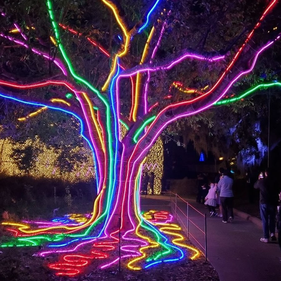 Tree Lighting